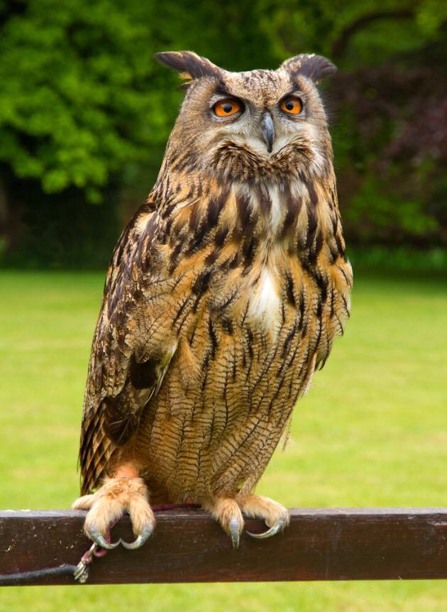 Nice piece on owls on #winterwatch - here's my friend's #EuropeanEagleOwl - impressive.