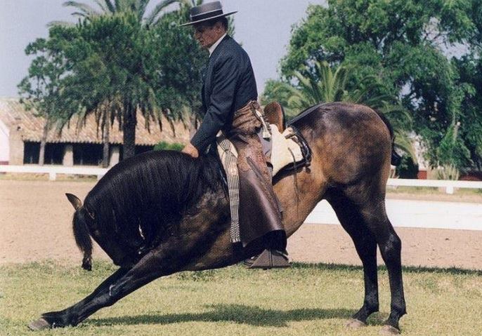 Yeguada Agricola Peralta tweet media