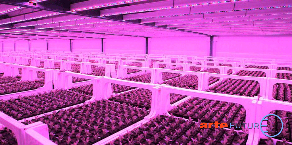 ARTEfr's tweet photo. Aux Pays-Bas, certaines serres ressemblent à des boîtes de nuit... http://t.co/SQrbbLggI0  #AgricultureUrbaine http://t.co/nYyTf0BGON