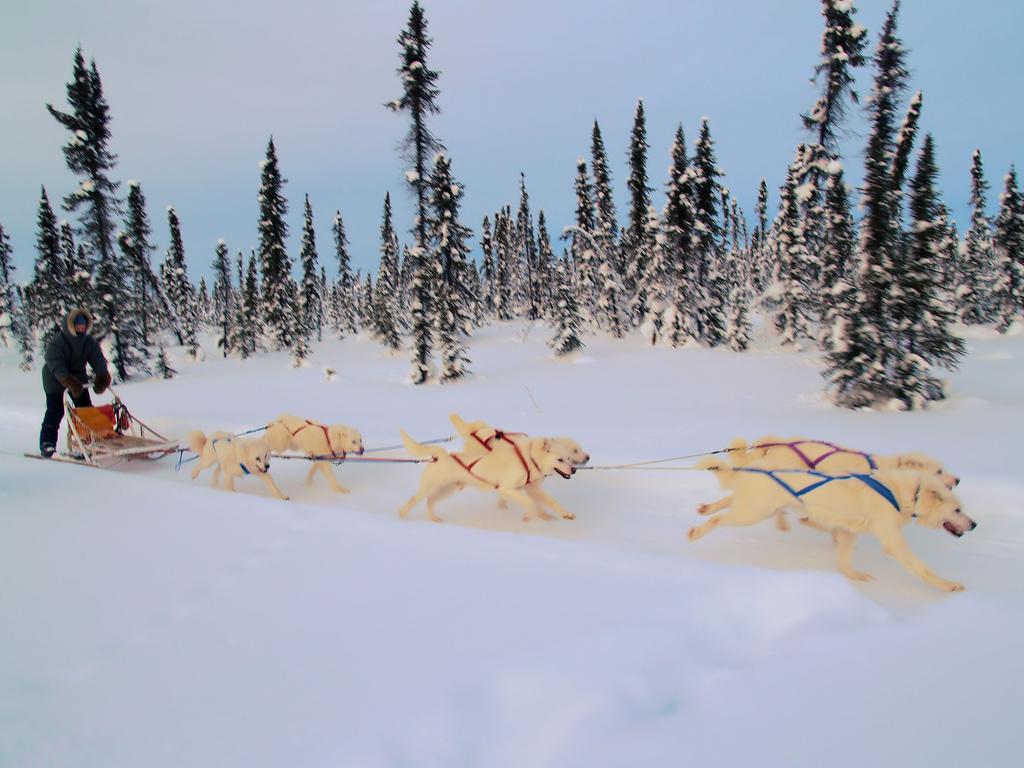 TheDogsRoom's tweet image. Battle over dog sledding in Nunavut- Could this be the end for mushers? - bit.ly/1J50Lxr