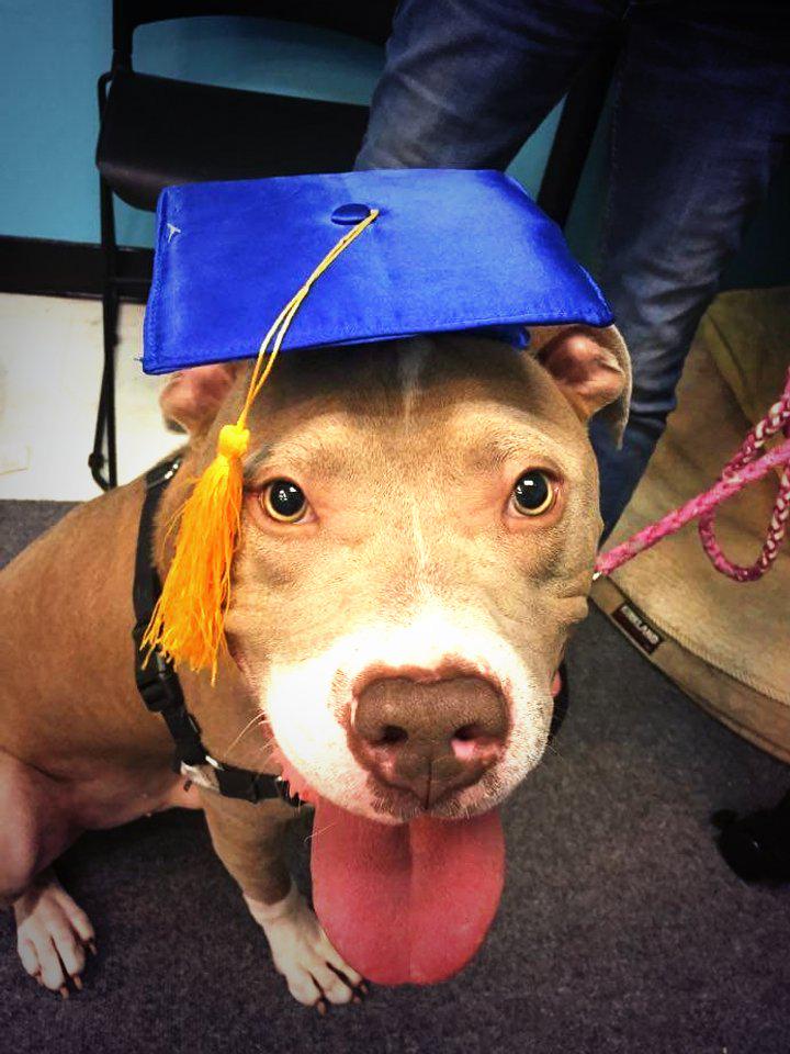 RuffLoveRescue's tweet photo. Was chained and left for dead and now Hercules to the top of his class! #rlrdogs #rescuedogsrock #dogslife http://t.co/6JymcrFmJt