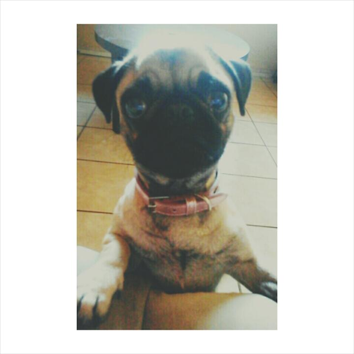 KatiaCB's tweet photo. Thami, 8 meses, le gustan las caminatas nocturnas. Solo la estoy presentando. http://t.co/iHV9AOSw4Y
