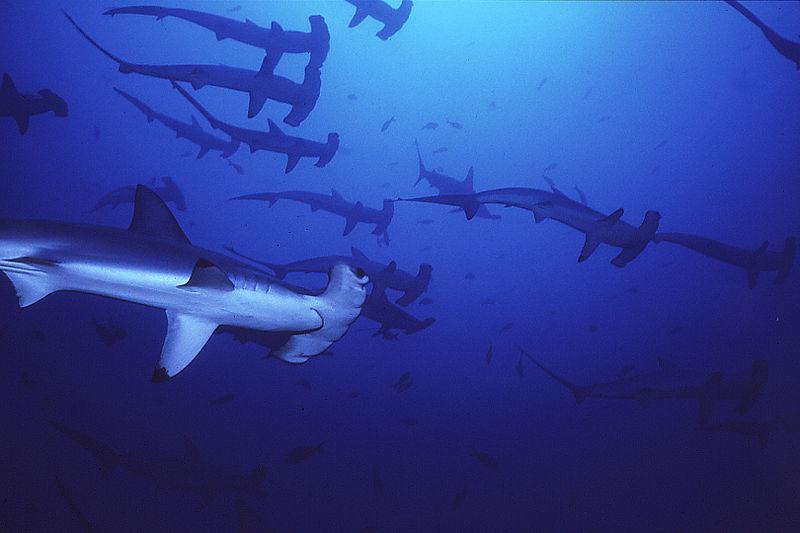 padiaware's tweet photo. Australian Gvt seeks to opt out of protection of 5 shark species @hsi_australia #CMSCoP11 http://t.co/fg6OzTA50j http://t.co/y5eRDtmT9O