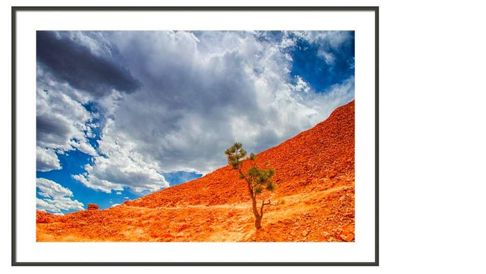 KunalMehraPhoto's tweet photo. Talk to me. http://t.co/TxrYQI8lB4 #utahtree #highway12 #dixieforest @VisitUtah #roadtrip #deserttrees #solitude http://t.co/tmzVrhSPOr
