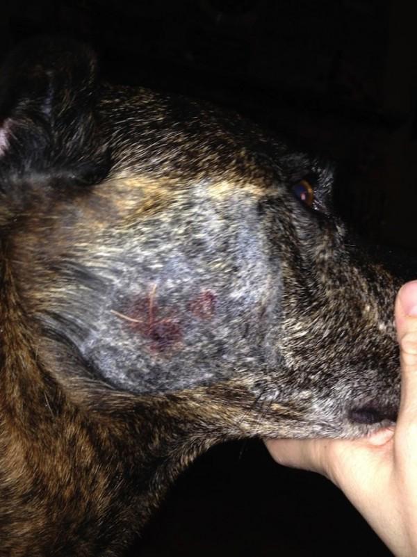 AASBC's tweet image. Dog beating worries Keremeos residents after a dog was beaten recently in Similkameen: bit.ly/1JaIwEO