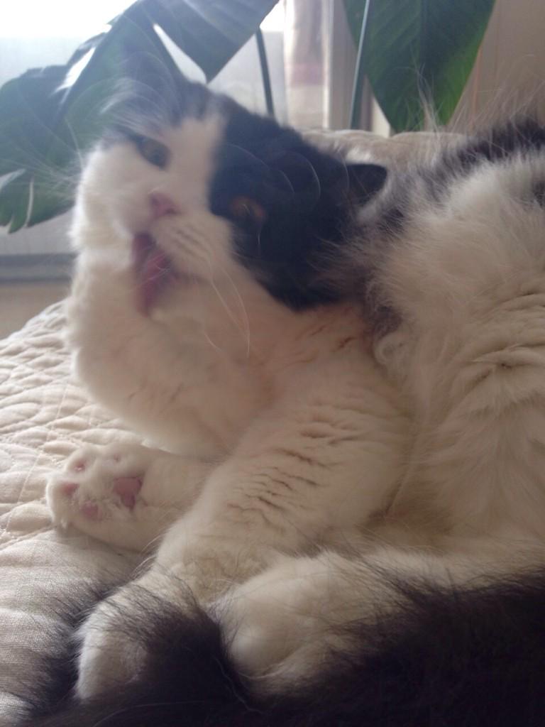 Aitarebu_ko's tweet photo. 猫みたいな感覚やって、愛猫��ムにもしものことが？！と心配したけどこの様子やから大丈夫そうね http://t.co/j9OKCCB1oI