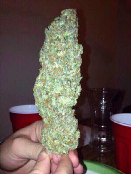 miraclestrains's tweet photo. Strain of the day: Casey Jones
Leafly: http://t.co/QfX5cS5JW1
Beautiful Sativa💚🍀 
Thanks for the pic @lizzerbeth22 http://t.co/oOsYipebhV