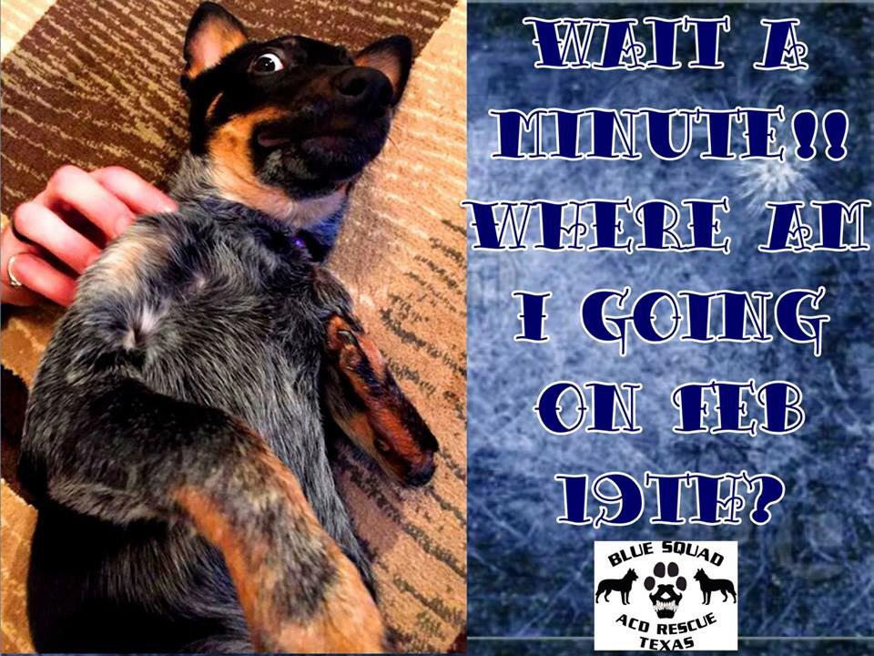 🙏RT - Please read baby Justice message! Please consider helping <a href="/bluesquadrescue/">❤️BlueSquadRescue❤️</a> 🙏 Website ⬇️
bluesquadrescue.com