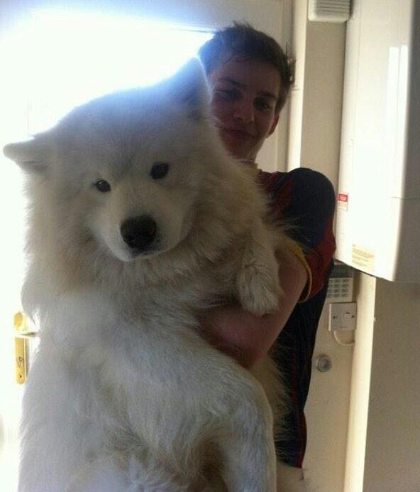 Raine4ver's tweet photo. I need a large beast dog in my life 🐶 http://t.co/83y3f8PN2p