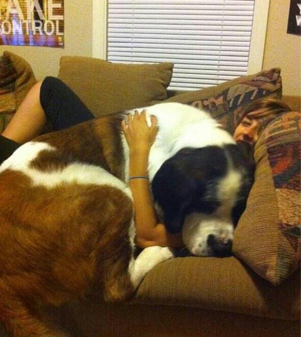 Raine4ver's tweet photo. I need a large beast dog in my life 🐶 http://t.co/83y3f8PN2p