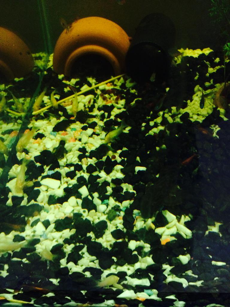 BacteriaLin's tweet image. มองตาเปล่าเต็มเลย ไหงถ่ายออกมาเป็นแบบนี้น๊าา