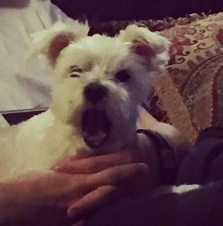 DipPerks's tweet photo. When someone takes your last pinch 😡😤 #seriously #getoutofhere http://t.co/cfio06iJxy