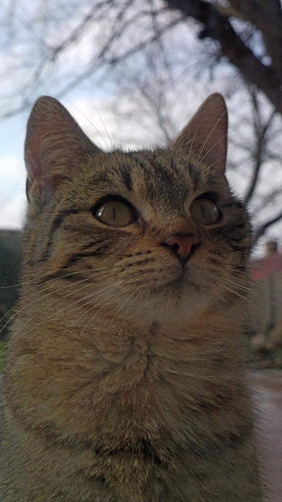 mudrilaci's tweet photo. #PrrrView ๐
#Nokia808
@Connects @SmartCamClub @nokia @nokia @LumiaPureView http://t.co/EzBGWct2St