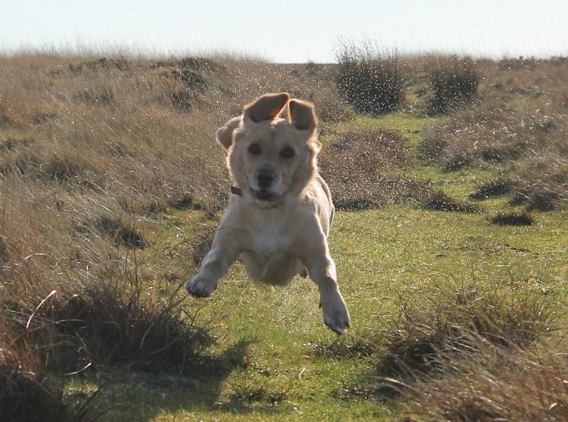 My dog can fly. Собачья гордость Абрамов. Гордый пес. Гордый пёс фото. Гордость собак.