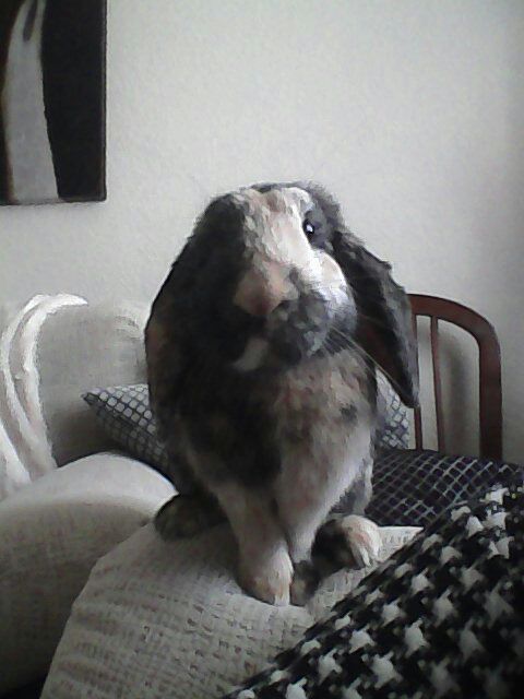 domingu_gomez's tweet photo. Luca tambien se hace selfi jajaja y tambien saca morritos;-)) http://t.co/Lt1PCpHZEr