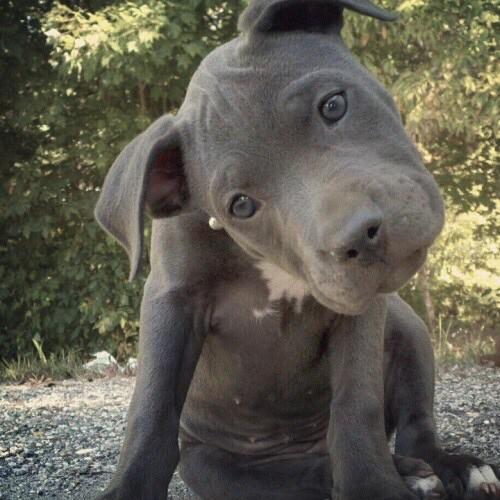 AlyssaHeard's tweet image. I will have one some day #dontblamethebreed #pitbulls