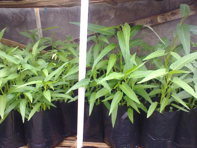 RT_Rasma's tweet photo. @kelsukagalih @yatagmal @Kec_Sukajadi @BdgBerkebun @DiskominfoBdg Kangkung, Paria, Sirih Merah, kcng pnjang. http://t.co/VWIUgYtSaf