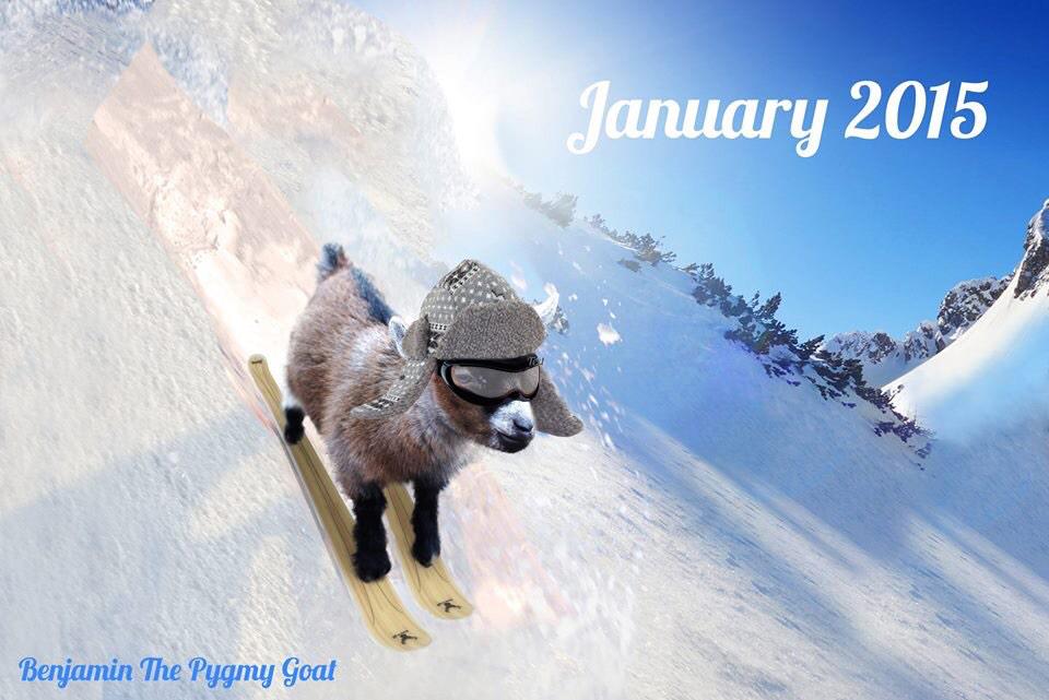benjaminthegoat's tweet photo. Its snowing and I'm off Skiing! Bleat Bleat! #benjaminthegoat #snow #cute #pygmygoats #yorkshire #pothousehamlet http://t.co/GNroPZmNUv