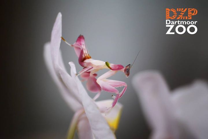 DartmoorZoo's tweet photo. Loving this pic of our Orchid Mantis by resident photographer Neil Jones @bugboybaker @Buzz_dont_tweet http://t.co/yDW2D4IDFf