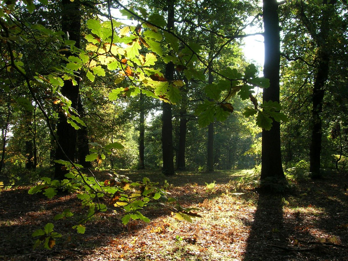 WakeHereward's tweet photo. We lived in the forests the #Brunneswald straddled the A1 from Lincs to Northants linking to #Rockingham & #Sherwood http://t.co/qsYePvzLmU