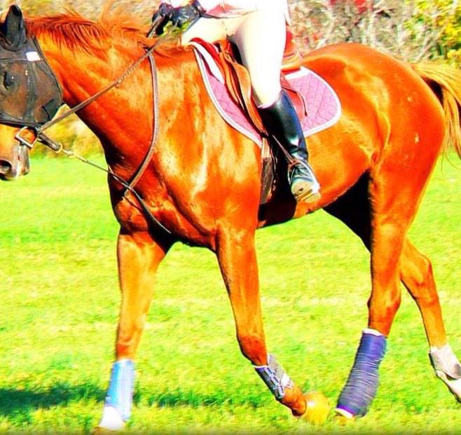 equestrianbrat's tweet photo. Bobos tell themselves that this is acceptable tack. I'd love to hear GM's reaction to this shit #equestrianbrat http://t.co/ix52LVQzwg