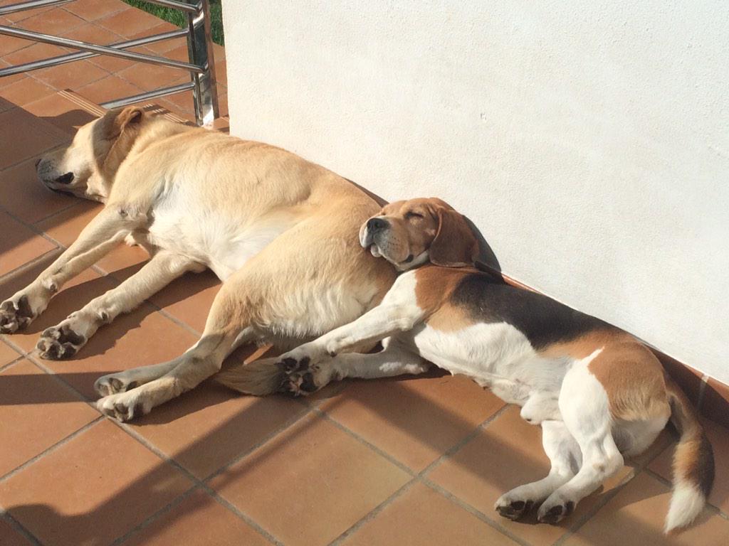 franortega6's tweet photo. Qué agusto se está al solecito con tanto frío! #Rocky #Neo 😂😂 @manoloOB http://t.co/rkNUGNASSp