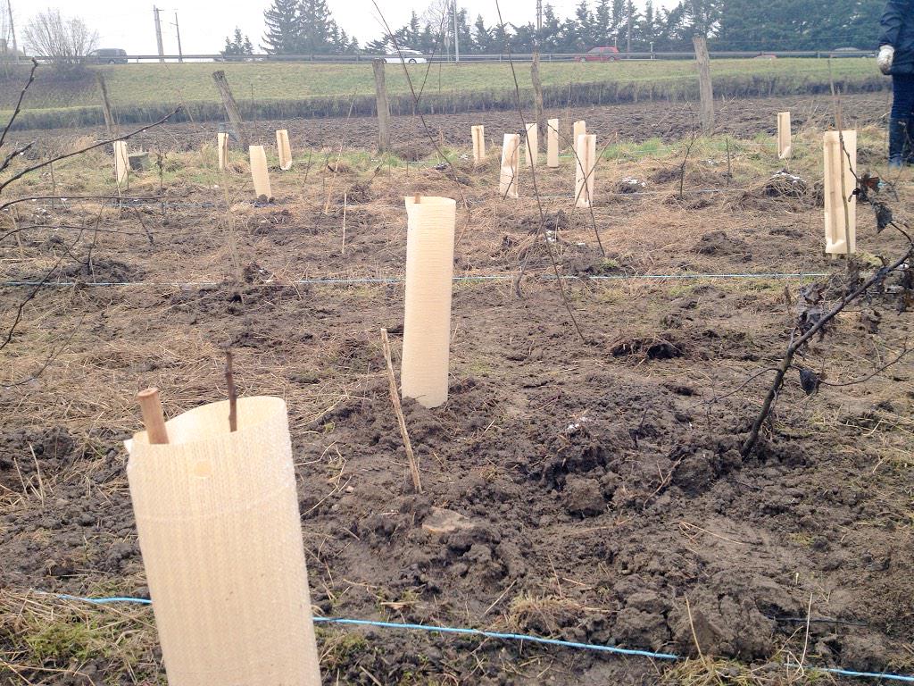 fhugonet's tweet photo. @Accorhotels @PurProjet plantation d'arbres aujourdhui #planet21 #plantfortheplanet #purproject #accor #lyon http://t.co/smKuYlPFmN