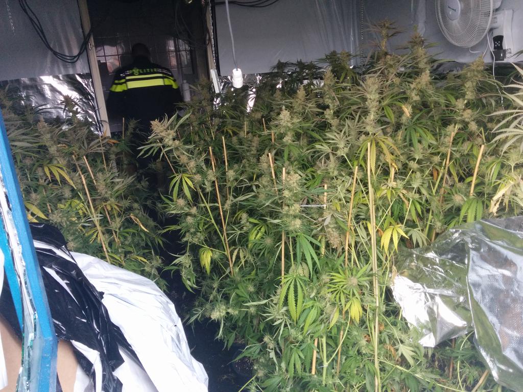 #nou Politie vindt wietplantage in woning aan de Buizerd (Burcht). Ruim 400 planten, klaar voor de oogst.
