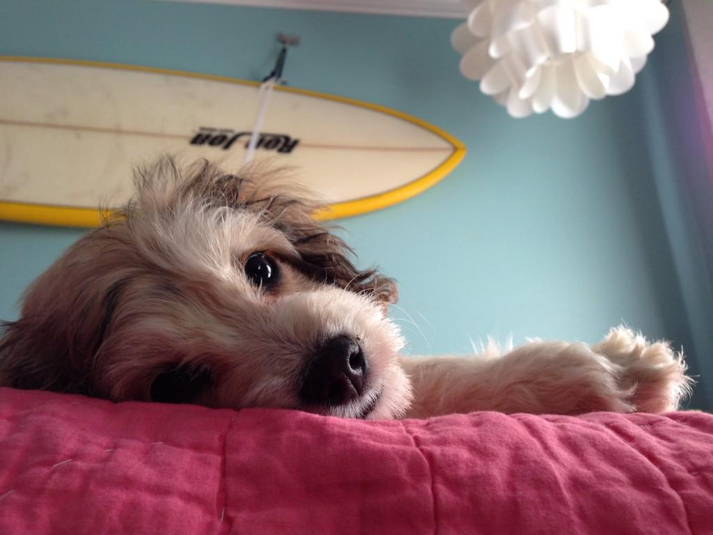 upsidediy's tweet photo. .@evanthedog  He's day dreaming about going surfing at Huntington Beach! #surfdog #dreamingaway #cutepuppy http://t.co/jeUdC8YXwS