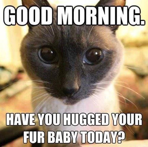 Ginger_kitten1's tweet photo. Its National Hug day!!! http://t.co/PqPbQvHGQe