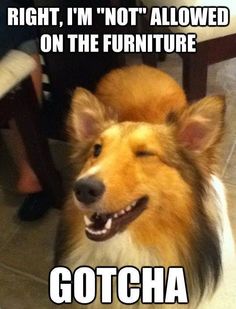 New dog. Old tricks.