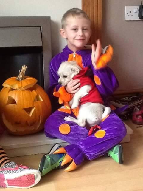 Missing Bichon X puppy Loughor pink collar. Tell dog warden @SWEveningPost <a href="/964thewave/">964thewave</a> <a href="/LoughorRFC/">Loughor RFC</a> <a href="/LoughorRovers/">Loughor Rovers</a>
