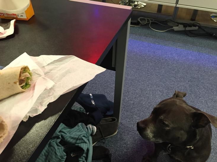 BenHowesRG's tweet photo. I think someone is interested in my lunch http://t.co/I8kt4am7Qp