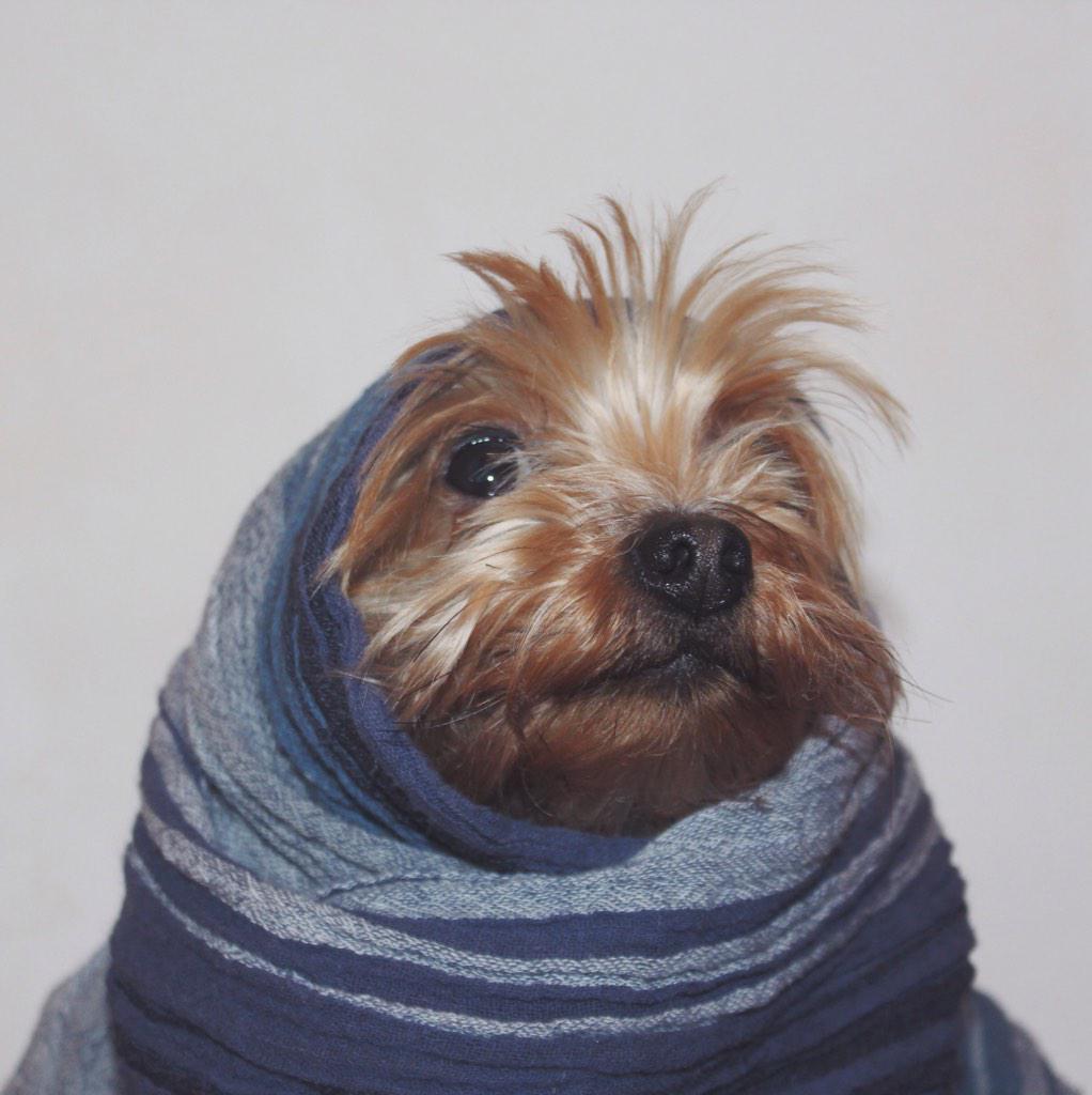 itstimba's tweet photo. .@Fuzmo timba the yorkie (@gerarddms on instagram) http://t.co/3k94pA466n