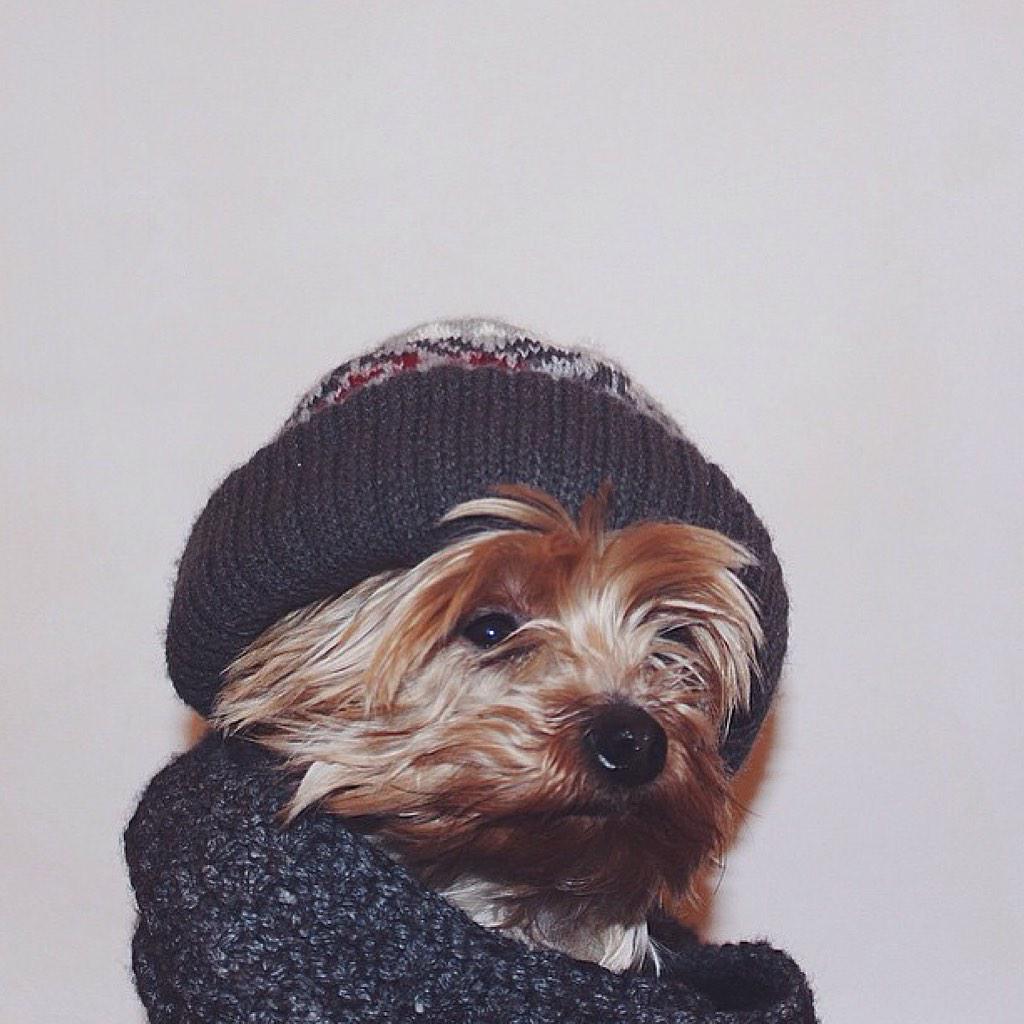 itstimba's tweet photo. .@Fuzmo timba the yorkie (@gerarddms on instagram) http://t.co/3k94pA466n
