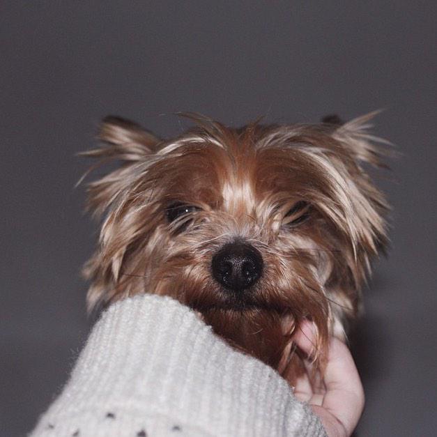 itstimba's tweet photo. .@Fuzmo timba the yorkie (@gerarddms on instagram) http://t.co/m9TVdbBTdB