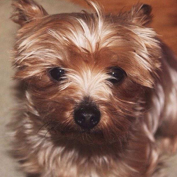 itstimba's tweet photo. .@Fuzmo timba the yorkie (@gerarddms on instagram) http://t.co/m9TVdbBTdB