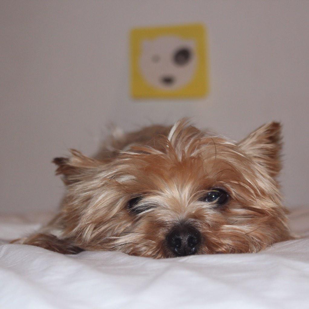 itstimba's tweet photo. .@Fuzmo Timba will be 4 years in 2 days!! http://t.co/fkAFrgpF9Y