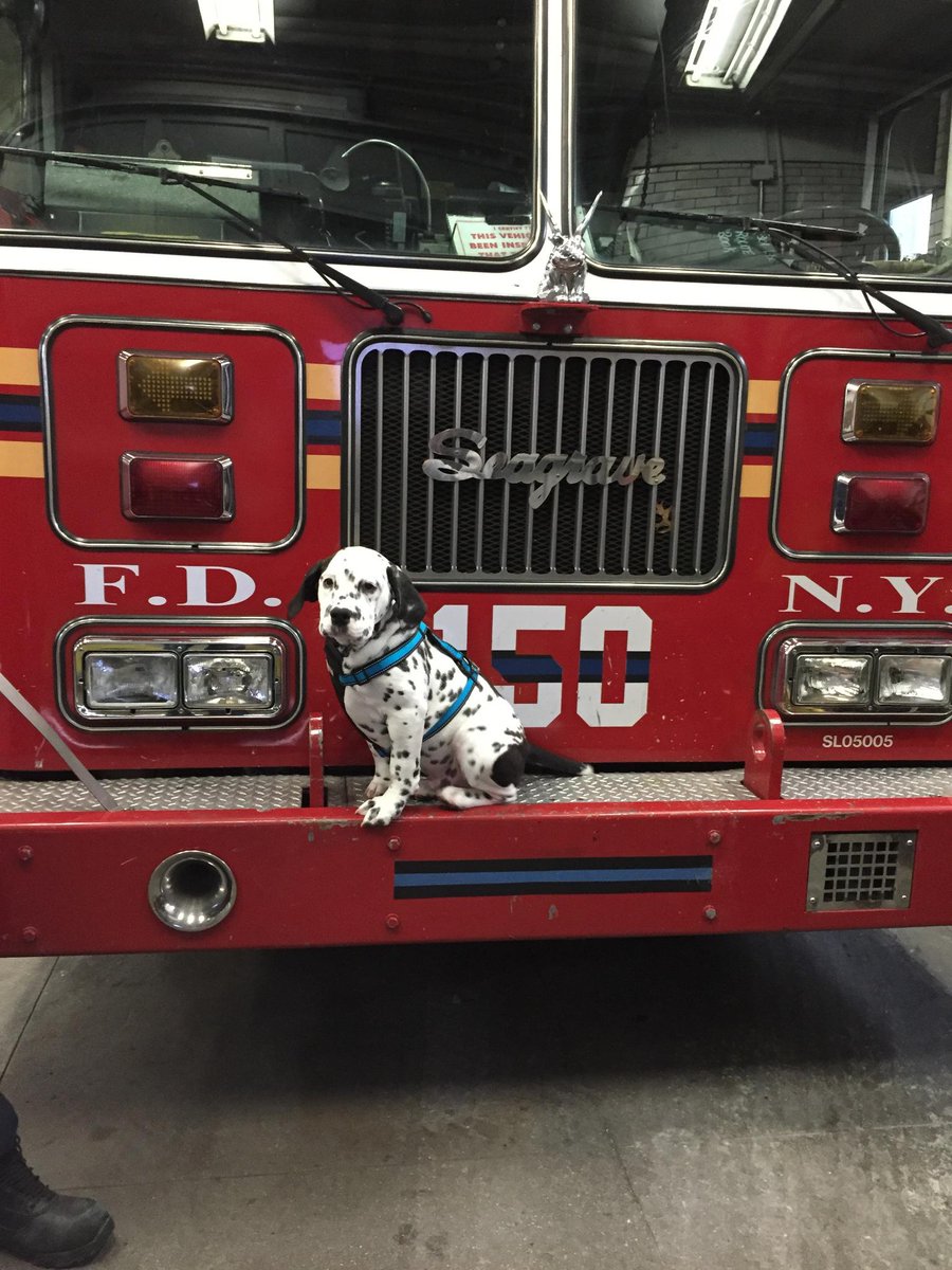 IslandTrees_Vet's tweet photo. Our patient Dublin is a Dalmatian/Bulldog mix. He's showing off his good looks @ Ladder150 of #FDNY! #ITVH #Ladder150 http://t.co/vB69rJY4nS