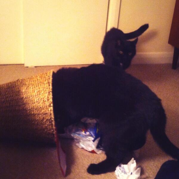 My cat is sad because my other cat has lost a bag of cocaine and is ransacking the house in an attempt to find it.