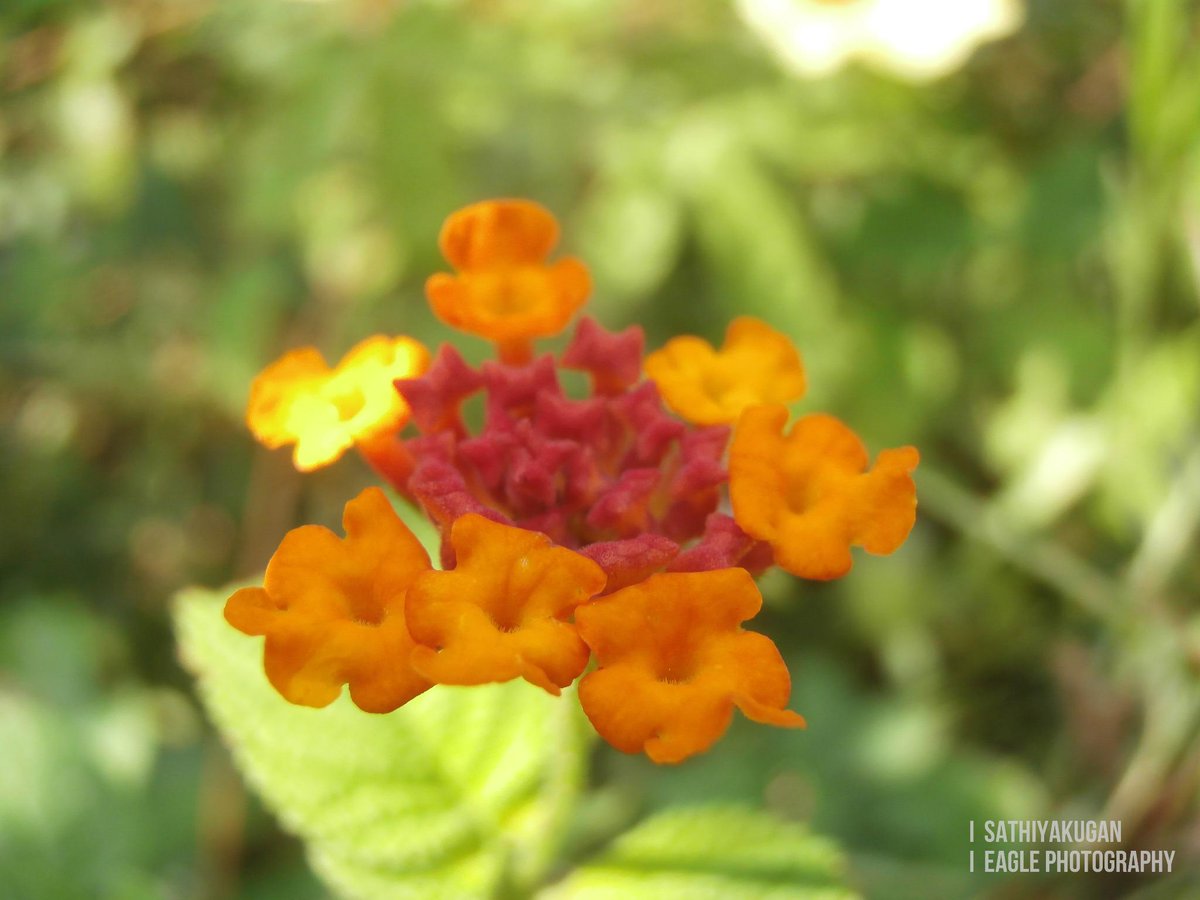 Sathiyakugan's tweet photo. #In_my_shot
#beautiful #colourful #two #colour #orange &amp; #red #flower #admist #green #leaves #bloomed from #grass http://t.co/vBmMkl48Ff