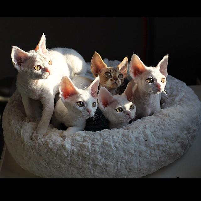 instagramkitten's tweet image. #Rextecture #devonrexcat #devonrexlover #devonrexkitten #kitty #cute #cutekitten #девонч... boig.co/1xWRUFs