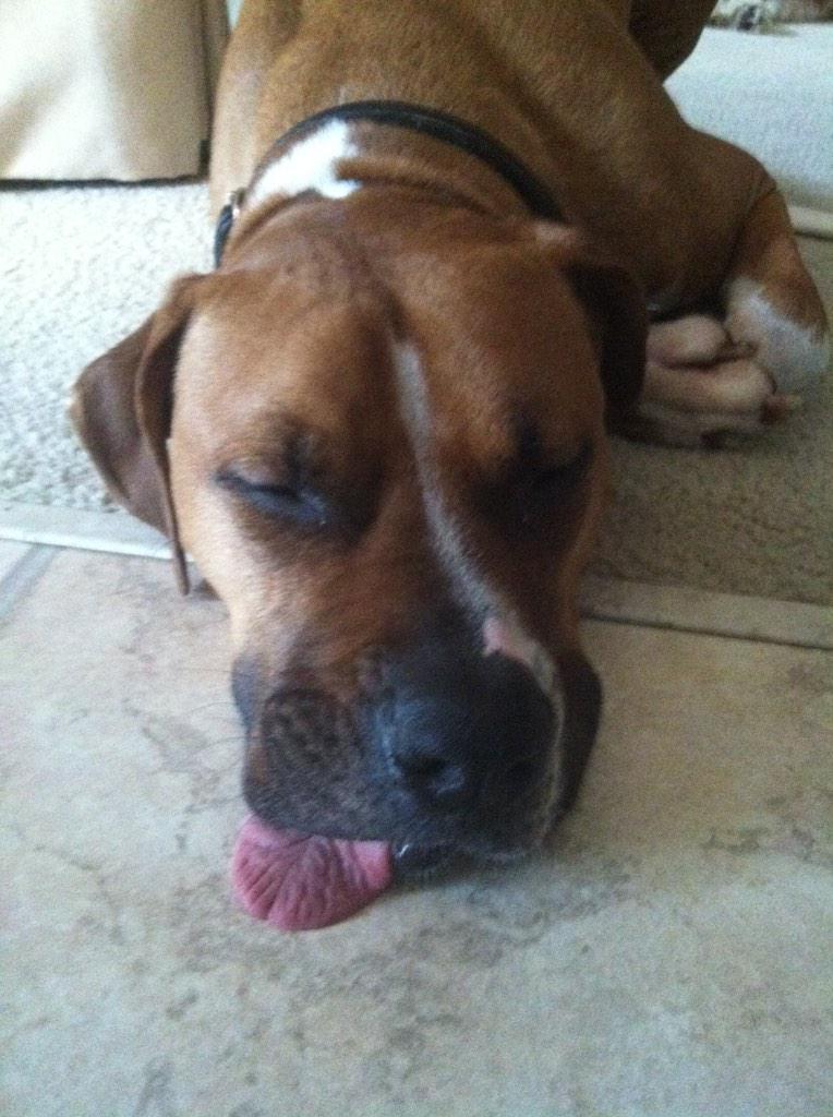 joshoswald516's tweet photo. @julia_petri @RealPhotoBombs that's why he can't have a bed in his cage http://t.co/KZbA0uLKwu