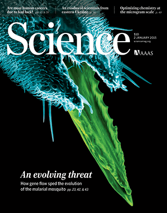 BiologyPrograms's tweet photo. @IUBloomington Biologist, Dr. Matt Hahn &amp; colleagues cover Jan '15 @sciencemagazine on mosquito evolutionary genomics http://t.co/lwnZe7m2on