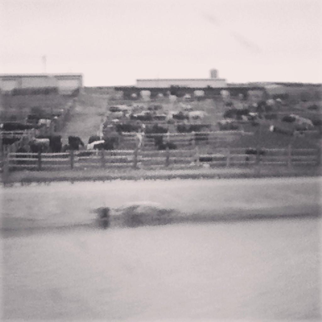 mseviearcher's tweet photo. Look - a Field Of Cows! #AmericaInFiveWords #Merica http://t.co/YbAJVofhht