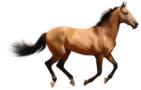 CyG_linguistics's tweet image. ... horse = (das) Pferd [German] ... = (le) cheval [French] ...
please fill in 
= _______ [language] ...