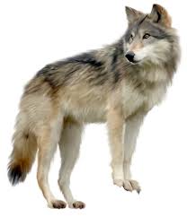 CyG_linguistics's tweet image. ... wolf &quot;Canis lupus&quot; = (der) Wolf [German] ... = (le) loup [French] ...
please fill in 
= _______ [language] ...