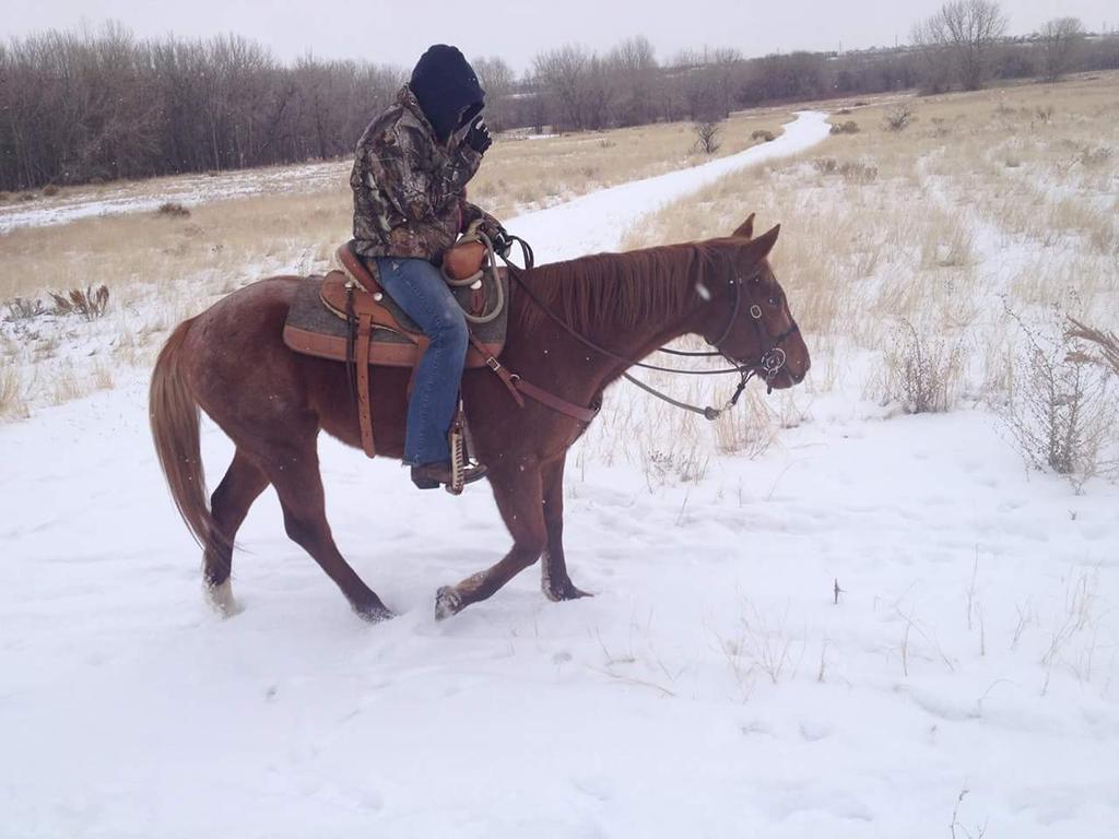 oldgloryequine's tweet photo. #forgottenFortune #trailriding at Chatfield state park a few weeks ago. #equinecomebackchallenge.  @TheTrailRider http://t.co/pAR6l6H0wp