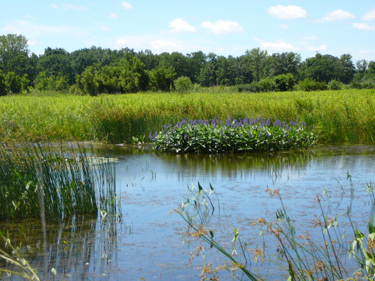 chiwilderness's tweet photo. Congrats to @LCFPD for Platinum accreditation for Ecological Excellence at Middlefork Savanna! http://t.co/MWTyyMg2Bd http://t.co/5hqjEre4gr