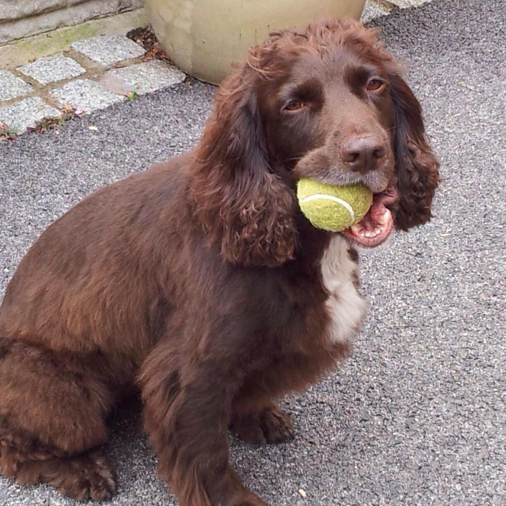 HelpRedHome's tweet image. Pls RT to Help Red Home: Red has been missing since 9/1/15 from Southport . Please RT cos we need him home #Red  ty